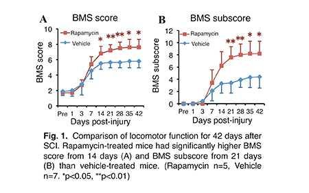 In the present study, the administration of rapamycin significantly improved not only locomotor function but also mechanical and thermal allodynia in the hind paw after SCI.