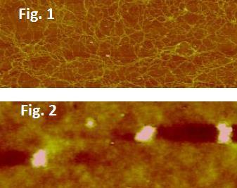 Tests Adsorption test AFM analysis reveals that NSPS create a well-organized, compact layer which acts as a cellular shield (Fig.