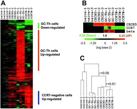 Origin of AITL. Kim et al,2004 Revealed for the first time the unique gene expression pattern of GC-Th cells in comparison with other CD-4+ subsets.