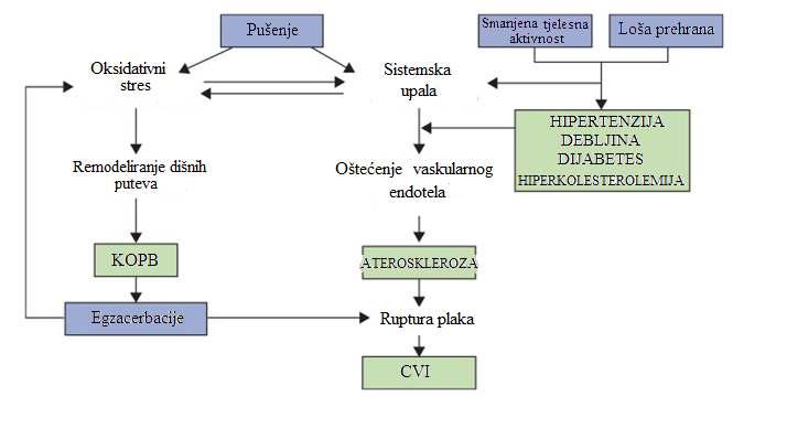 Slika 1. Povezanost KOPB-a i kardiovaskularnih bolesti. Prema: Decramer M, Janssens W (2013.) Hipertenzija se smatra najčešćim komorbiditetom u KOPB-u.