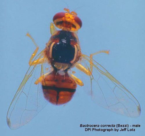 EENY200 Guava Fruit Fly, Bactrocera correcta (Bezzi) (Insecta: Diptera: Tephritidae) 1 Howard W. Weems Jr. and Thomas R.