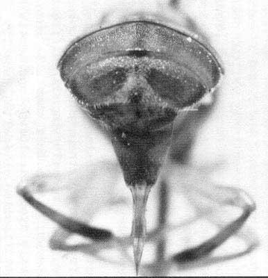 segment is less developed, and the hind tibiae of the male are distinctly tuberculate before the end, similar to that of two closely related species, Bactrocera zonata (previously Dacus zonatus) and