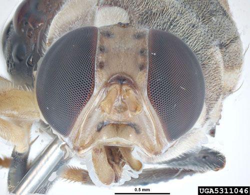 the two facial bars. Figure 7. Thoracic-lateral view of an adult guava fruit fly, Bactrocera correcta (Bezzi). Photograph taken in Australia. Figure 5.