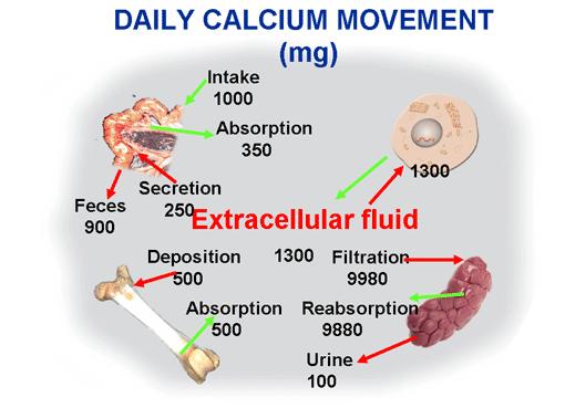 The normal daily intake of calcium in food is about 1 g, of which approximately 35% is absorbed through the small intestine.