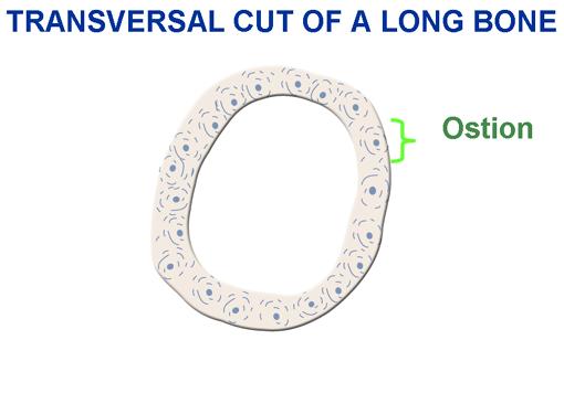 Figure 20-19. Transversal view of a long bone with an ostion The remodelling process contributes to the regulation of the Figure 20-20.