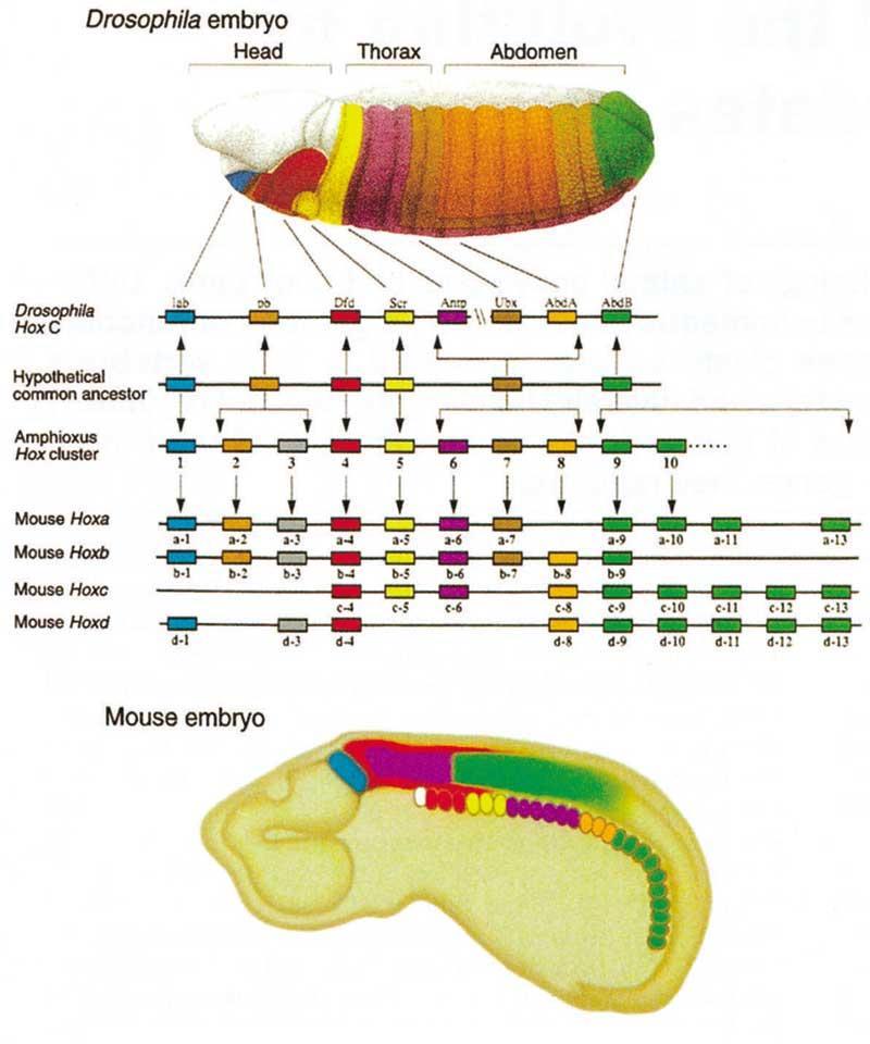 Master control genes called hox or homeobox genes, guide development of major body structures in animals (which parts become front and rear, or top and bottom).
