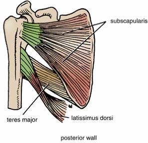 Posterior wall Bone framework is formed by the costal surface of the scapula.
