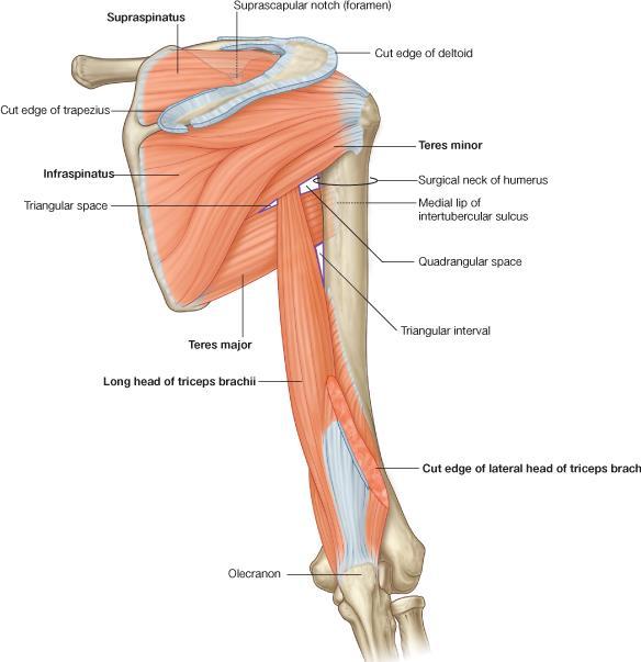 Quadrangular space Viewed from anteriorly, boundaries formed by: Superior: inferior margin of the subscapularis muscle Lateral: surgical