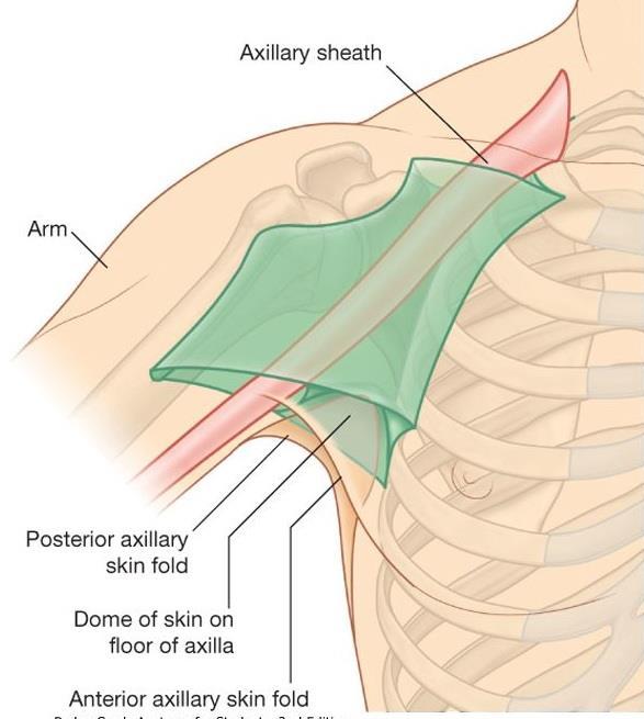 Formed by the Concave skin Subcutaneous tissue Axillary (deep) fascia Bounded by the anterior and posterior axillary