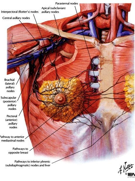 Contents of the axilla Axillary artery and its branches Axillary vein and its