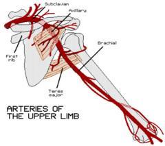 Axillary artery Supplies the walls of the