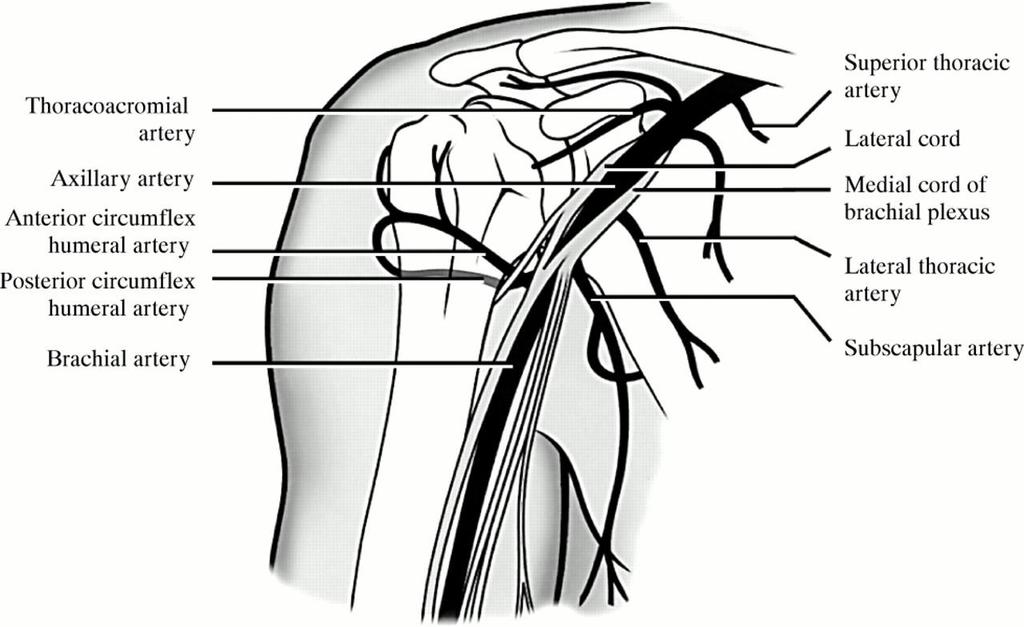 Throughout its course, the artery is closely related to the cords of the brachial plexus and their branches and is enclosed with them in a connective