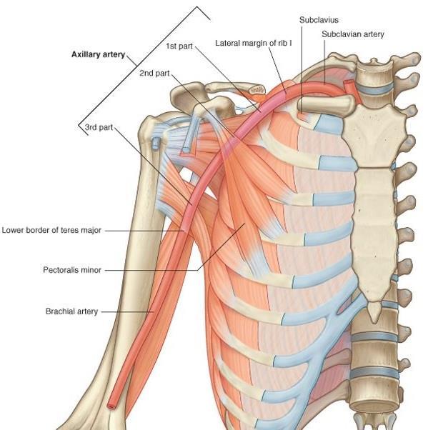 Separated into 3 parts by the pectoralis minor muscle : 1st part proximal to pectoralis minor medial part of pectoralis minor & lateral part of first