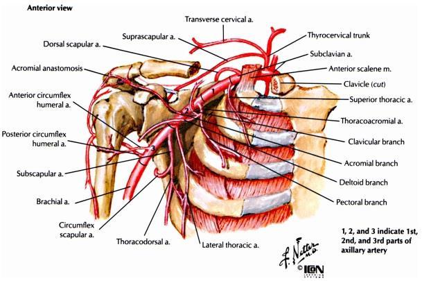 6 branches of axillary artery 1 branch (1st part) superior thoracic artery 2 branches (2nd part) thoraco-acromial artery &
