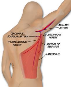 Subscapular artery, largest branch of the axillary artery, terminates by dividing into: circumflex scapular & thoracodorsal arteries.
