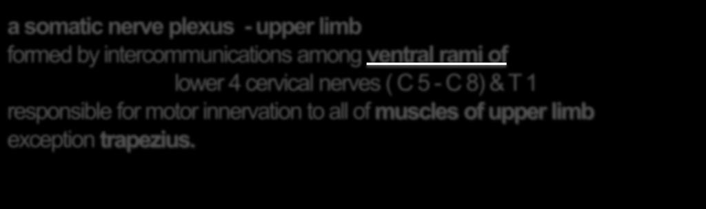a somatic nerve plexus - upper limb