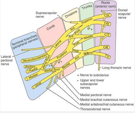 responsible for motor innervation to