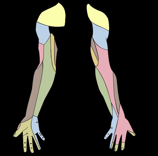 supplies all of the cutaneous innervation of the upper limb exception area