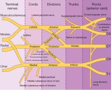 The parts of the brachial plexus, from medial to lateral, are roots, trunks, divisions, and cords.