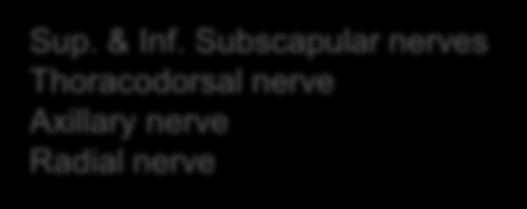 Subscapular nerves Thoracodorsal nerve Axillary nerve Radial nerve