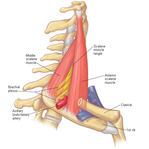 Proximal posterior to the subclavian artery in the neck More distal regions surround the axillary