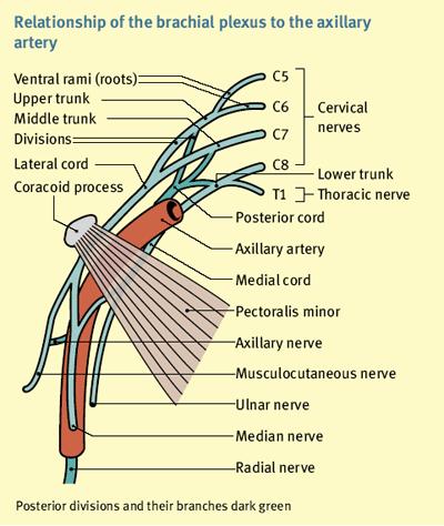 CORDS The three cords of the brachial plexus originate from the