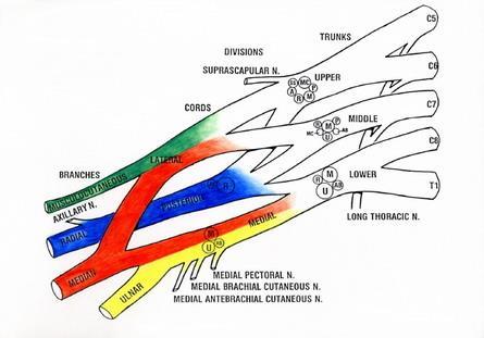 Lateral cord Union of anterior divisions of upper & middle trunks (C5-C7) Medial cord Continuation of