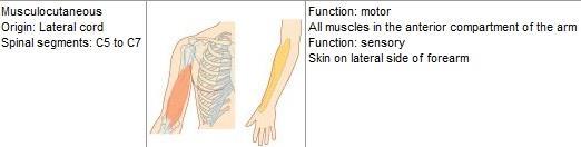 All 3 flexor muscles @ anterior compartment of