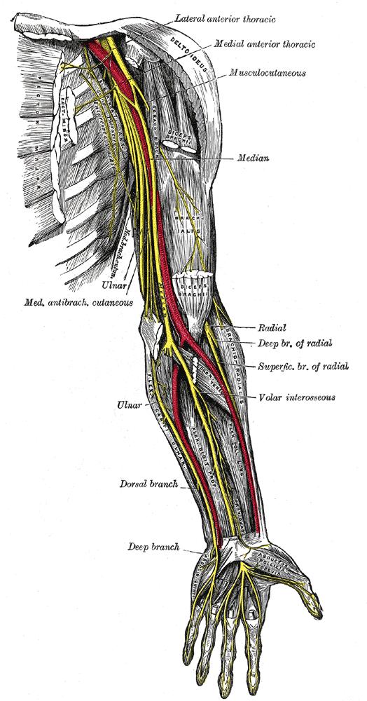 Musculocutaneous nerve, lateral root of the median nerve, median nerve, medial root of the median nerve, ulnar nerve form an M over the third part of the axillary artery.