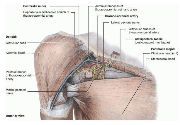 Anterior wall Formed by: lateral part of the pectoralis major muscle,