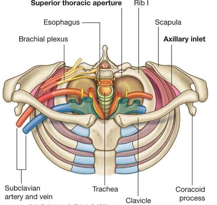 4.1. Superior thoracic aperture doorway between the thoracic cavity and the