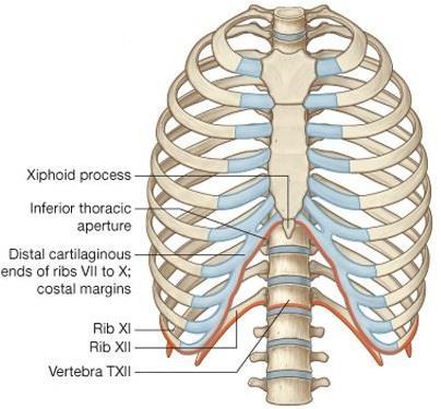 4.2. Inferior thoracic aperture By closing the inferior thoracic aperture, the diaphragm separates the thoracic and abdominal cavities almost completely.
