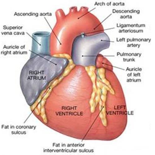 coronary sulcus (atrioventricular groove) between atrium & ventricles anterior &