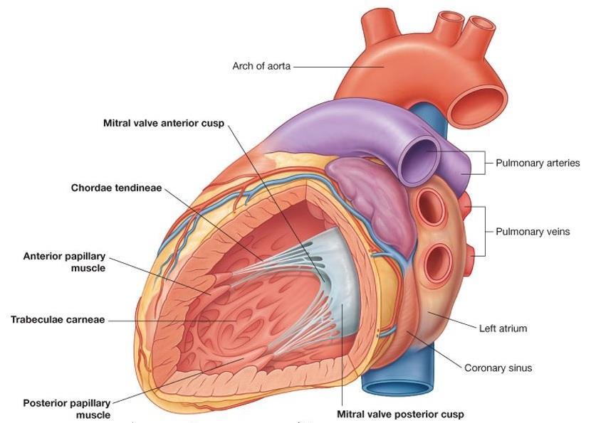 LEFT VENTRICLE forms the apex of the heart, left (pulmonary) surface & border, most of the diaphragmatic surface.