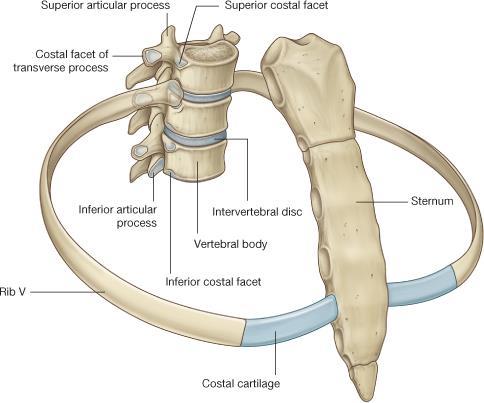 1.2. SURFACES OF THE THORAX Posterior surface 12 thoracic vertebræ & posterior parts of the ribs Anterior surface sternum & costal cartilages Lateral surfaces