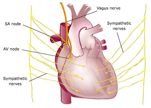 autonomic nervous system, cardiac plexus Parasympathetic supply presynaptic fibers of the vagus nerves