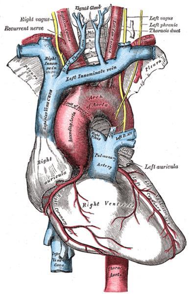 third branch of the arch of the aorta arises from the posterior part of the arch posterior to left common carotid