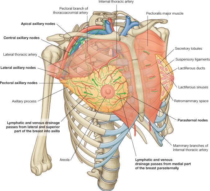 thoracic cage (skeleton) muscles between the ribs skin subcutaneous tissue muscles, and fascia covering its