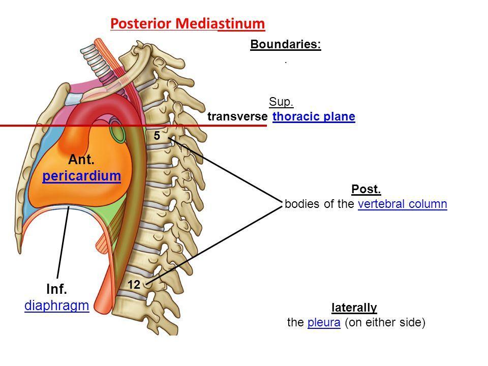 Boundaries of Posterior Mediastinum Behind the heart Superior: Horizontal Plane. *Superior mediastinum.