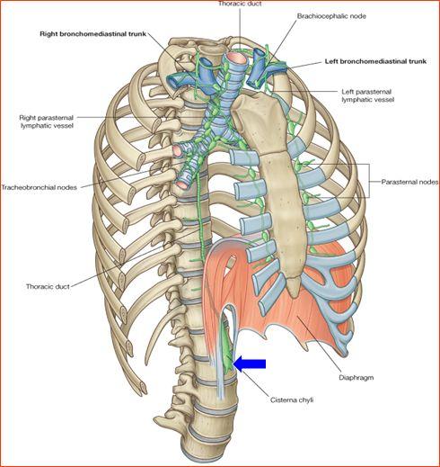 Thoracic duct BEGINNING: It is the continuation of cisterna chyli (At the level of L1).