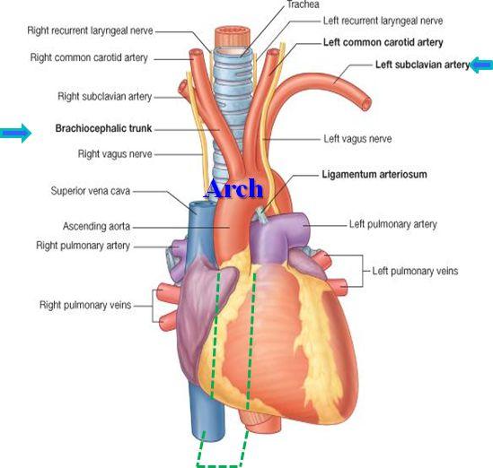 Aorta Ascending aorta: Beginning: at aortic orifice of left ventricle.