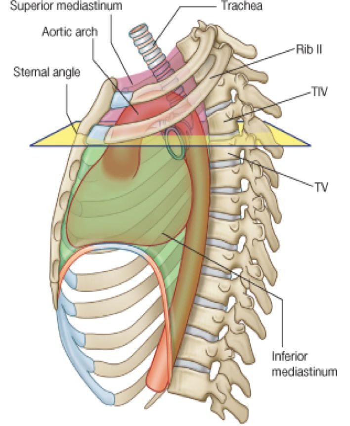 DIVISIONS OF THE MEDIASTINUM The mediastinum is subdivided by a Horizontal plane (extending from the Sternal angle* to the lower border of T4) into: Superior mediastinum (S): above the plane Inferior