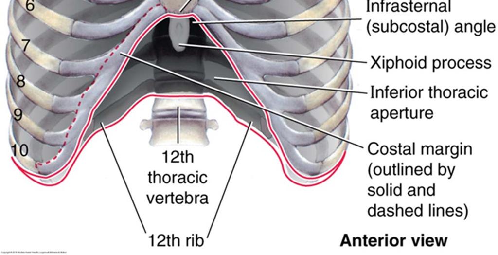 Laterally by inferior margins of ribs and costal cartilages Anteriorly by xiphesternal joint Thoracic Apertures Boundaries anteriorly by