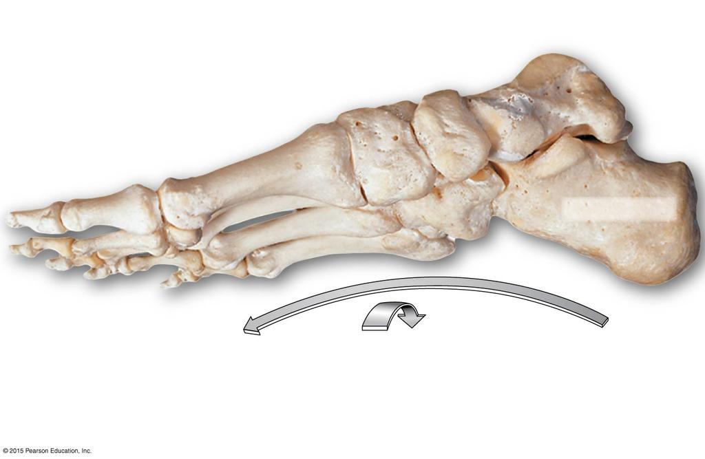 Figure 8-14c Bones of the Ankle and Foot.