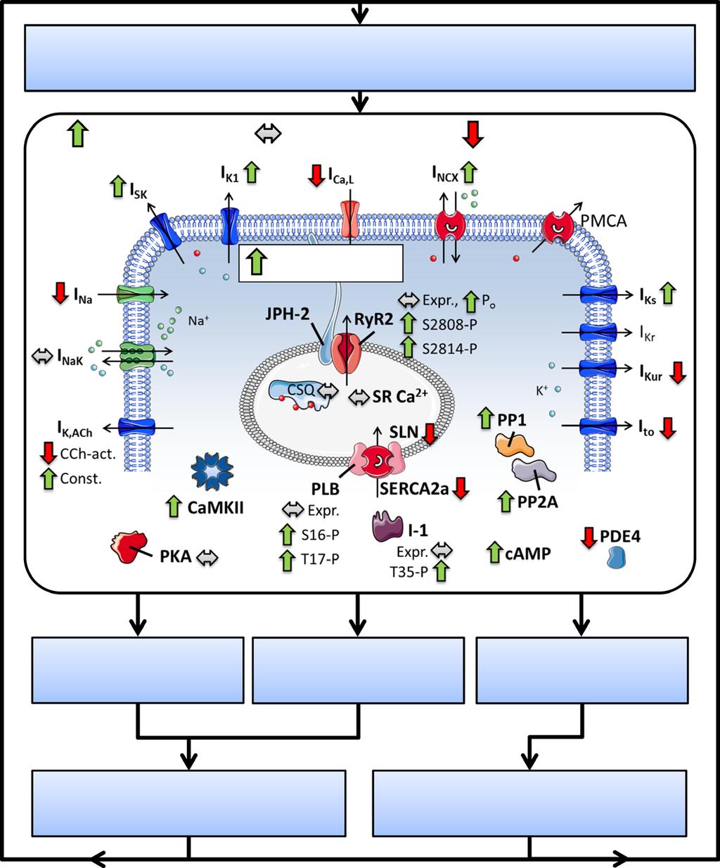 Heijman et al Cellular and Molecular Electrophysiology of AF 1493 intracellular [Na + ], 134 resulting in an Na + -dependent increase in agonist-activated I K,ACh.