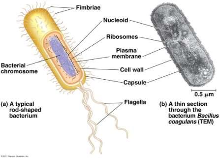 Prokaryotes Prokaryotic cells have: No nucleus DNA in an unbound region called
