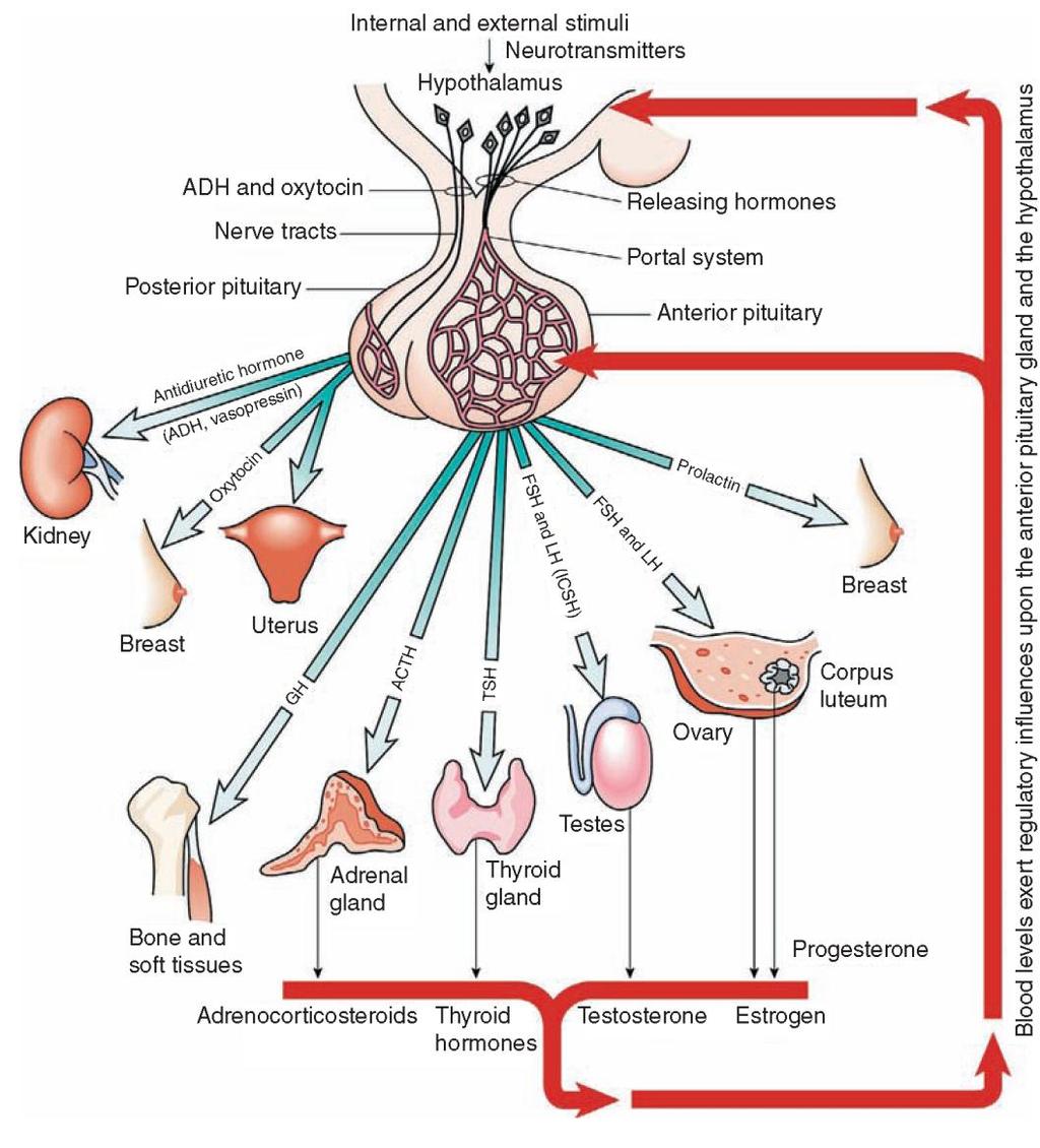 Endocrine Glands & their Hormones Hypothalamus &