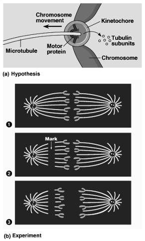 Chromosome movement Kinetochores use motor proteins that walk chromosome along attached microtubule u microtubule shortens by dismantling at kinetochore (chromosome) end Telophase Chromosomes arrive
