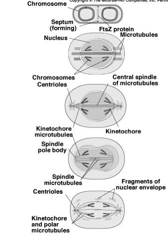 mechanisms intermediate between binary fission & mitosis seen in modern organisms