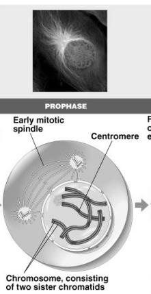Prophase Chromatin condenses u visible chromosomes chromatids Centrioles move to opposite poles